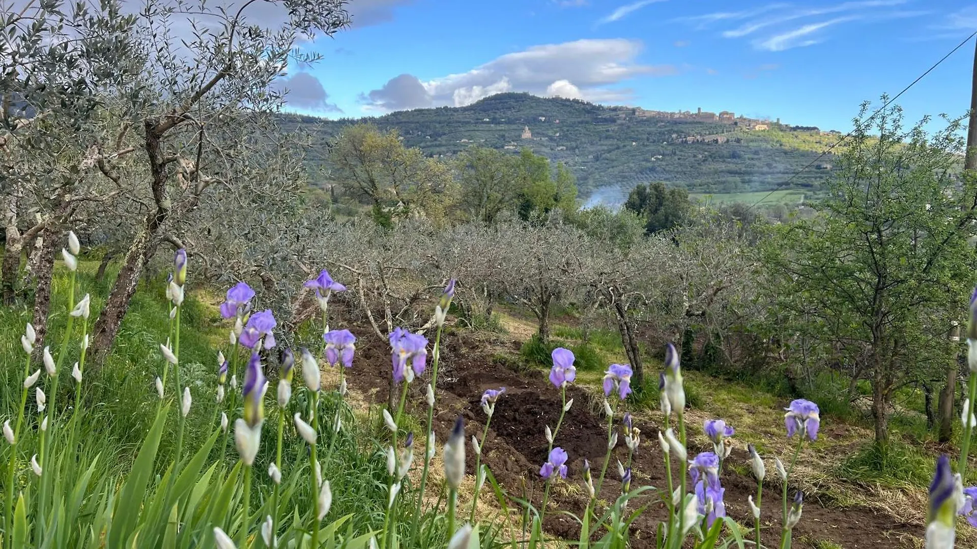 Farm stay Margherita Holiday Home Cortona