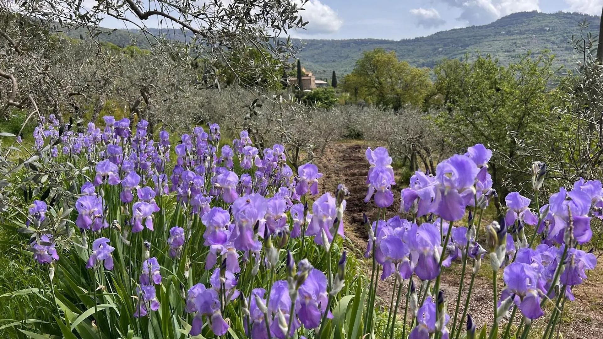 Margherita Holiday Home Cortona 0*,  Italy