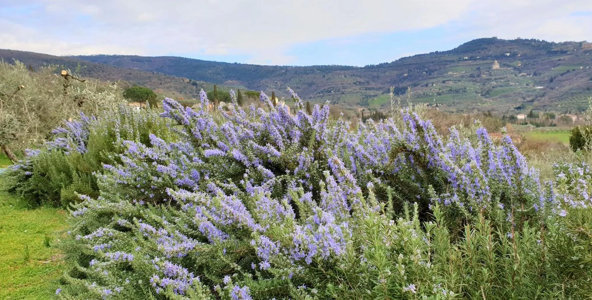 Farm stay Margherita Holiday Home Cortona
